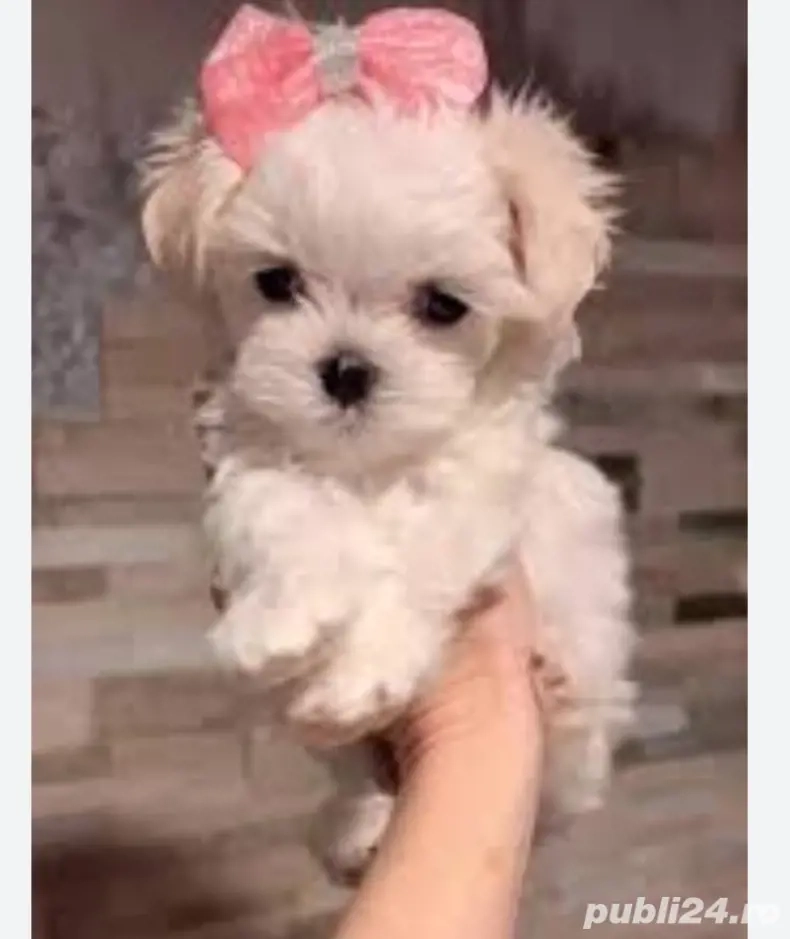 bichon maltez fetite si baietei