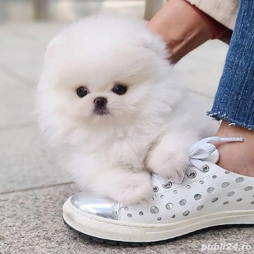 Pomeranian mini toy