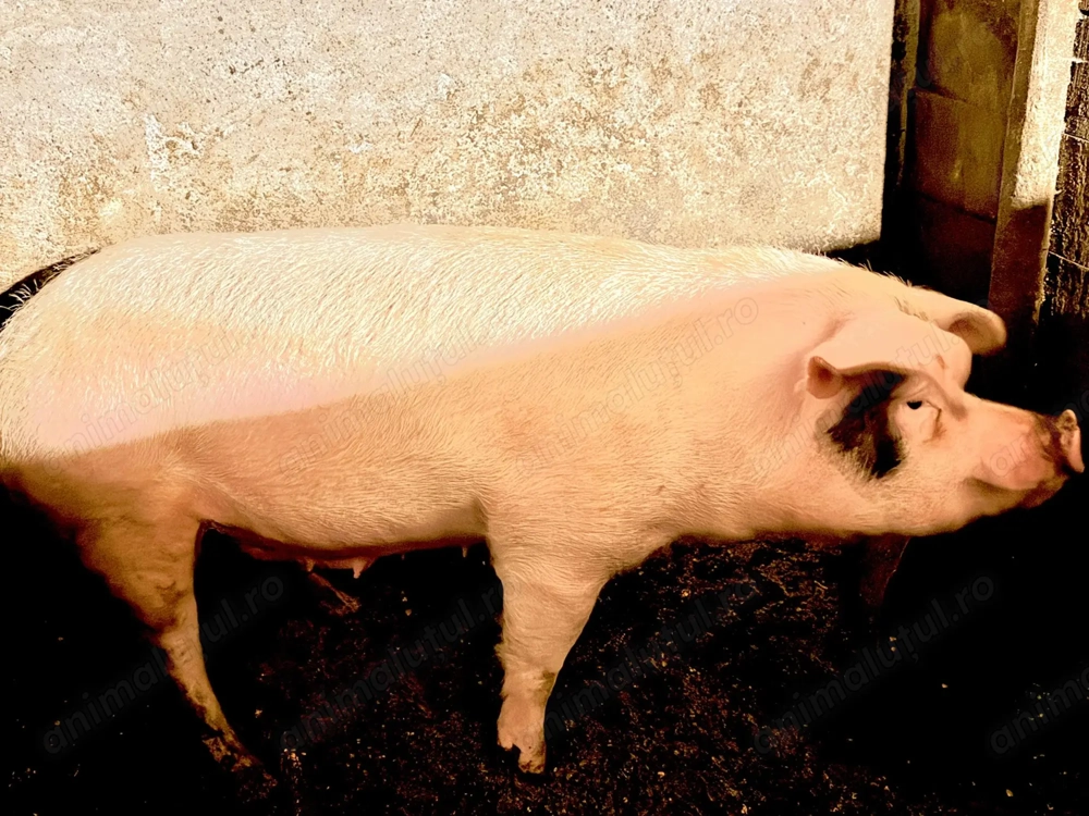 Porci crescut cu malai si faina