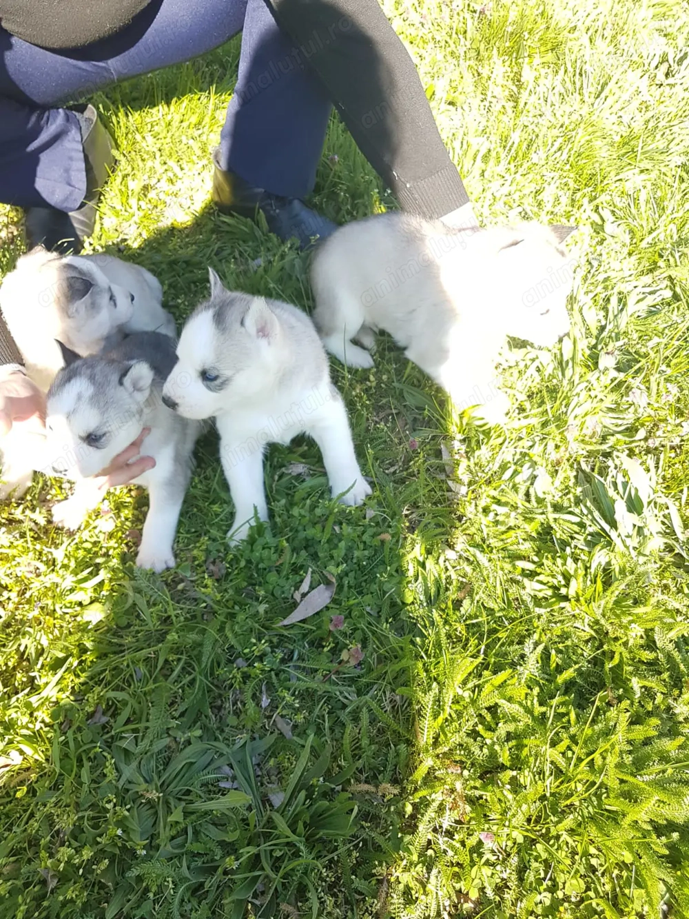 Pui Husky de calitate superioară 