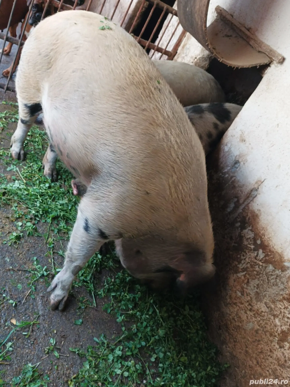 Vând scroafă pentru sacrificat 