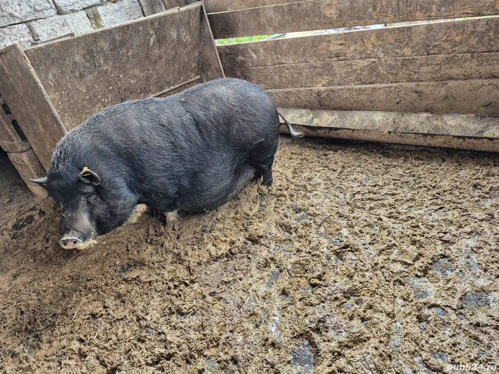 Vand porci vietnamezi 