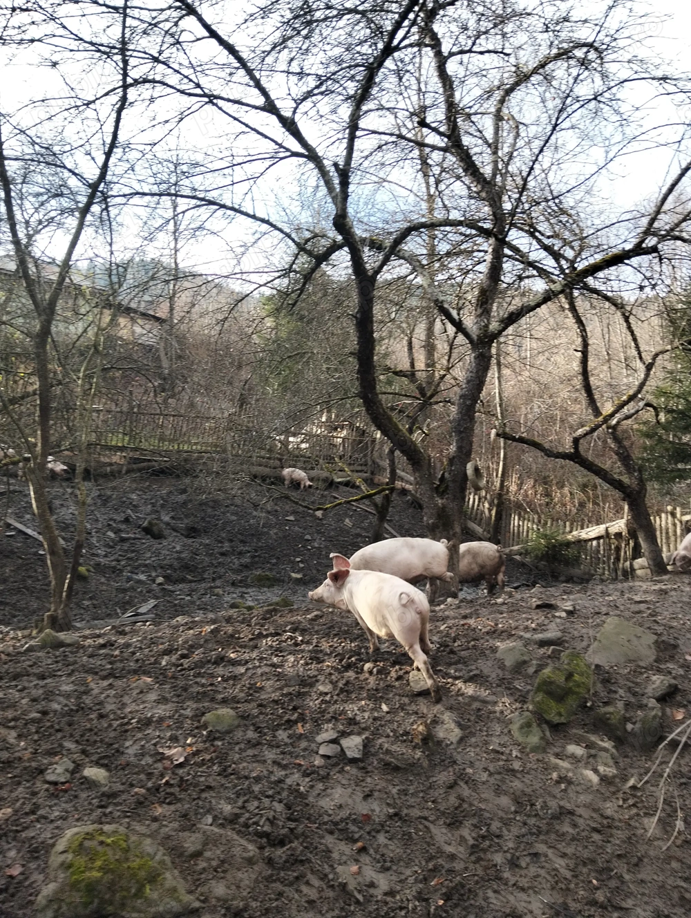 Vând Porcii!Carne din Gospodărie 