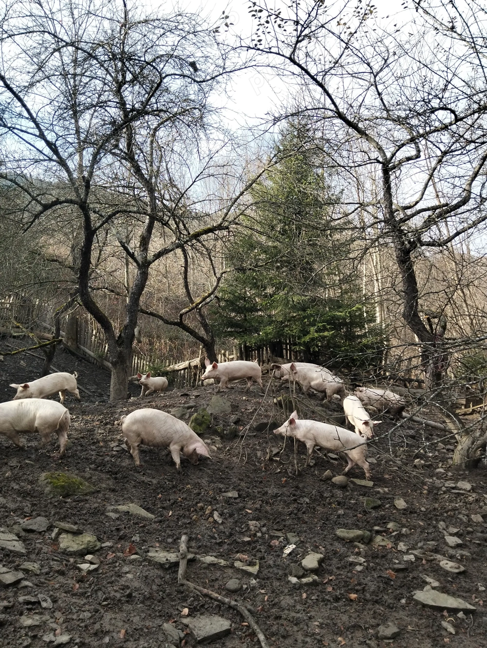 Vând Porcii!Carne din Gospodărie 