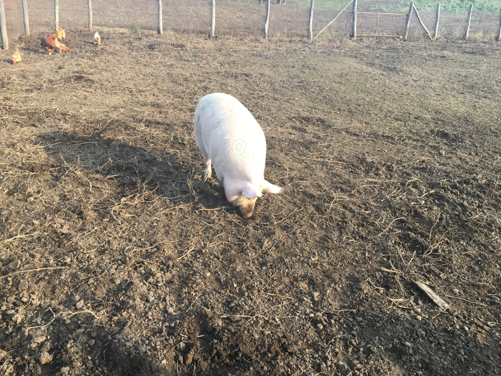 Vând porci de Carne ! 