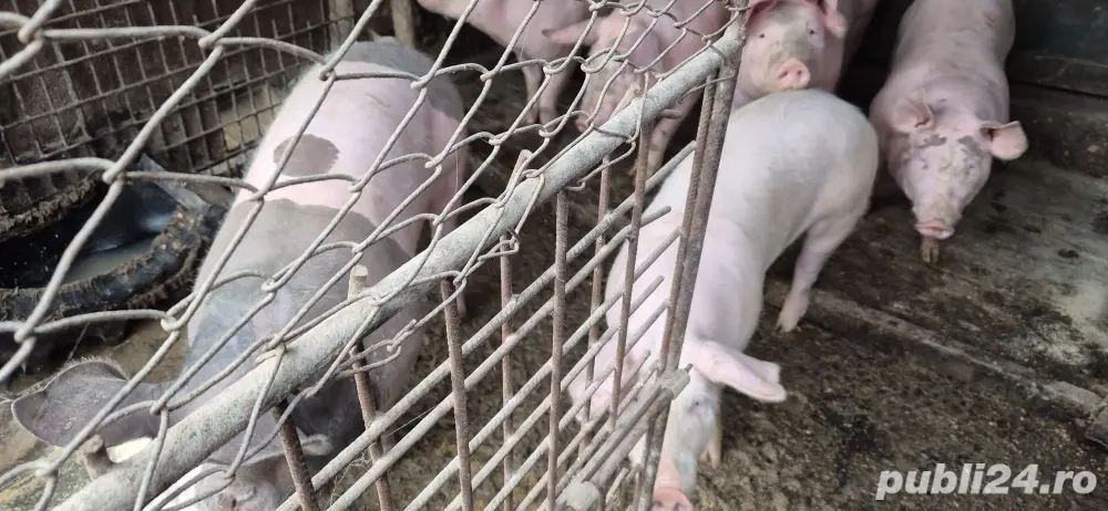 vand porci intre 80 si 120 kg