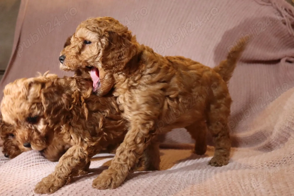 Puiuți de cățeluși spre vânzare