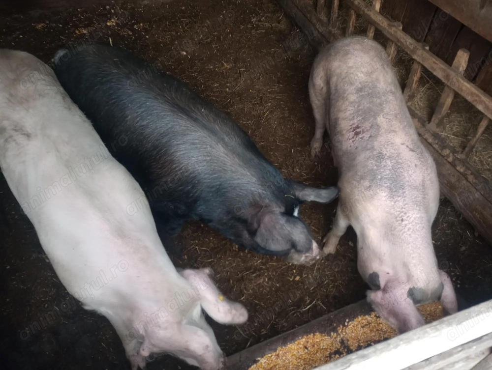 Porci de vânzare. Vând porci crescuți bio, ideali pentru taiere