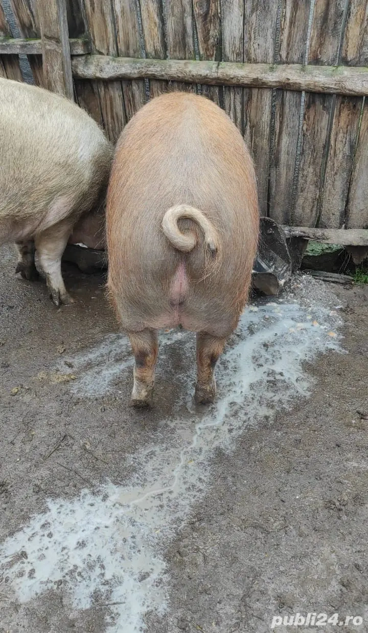 Porci de țară de vânzare 