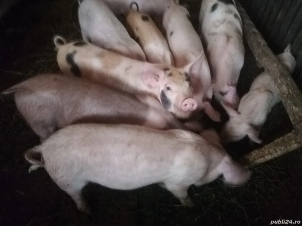 Vand sau schimb purcei diferite varste crescuti de mine