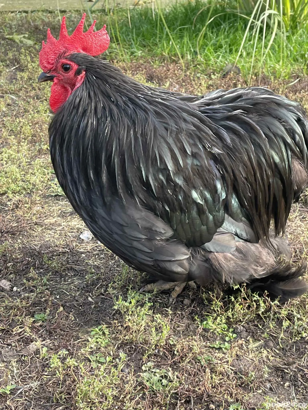 Vând Cochinchina pitice 