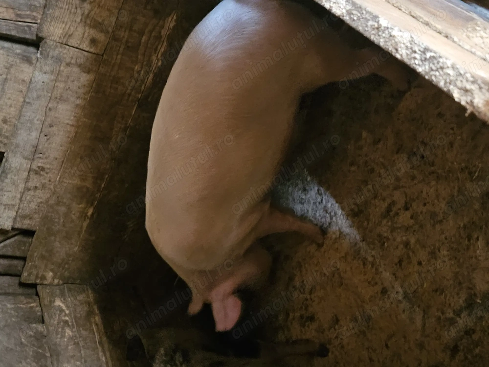 Vand porci de la 80 la 120 de kg ,