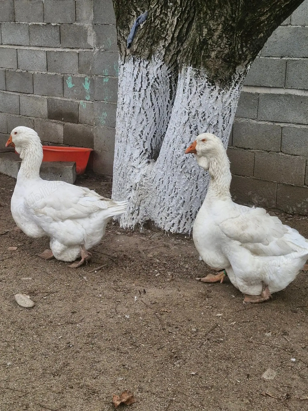 Vând gâște tuluz albe