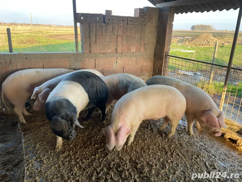 porc alb de banat -landras