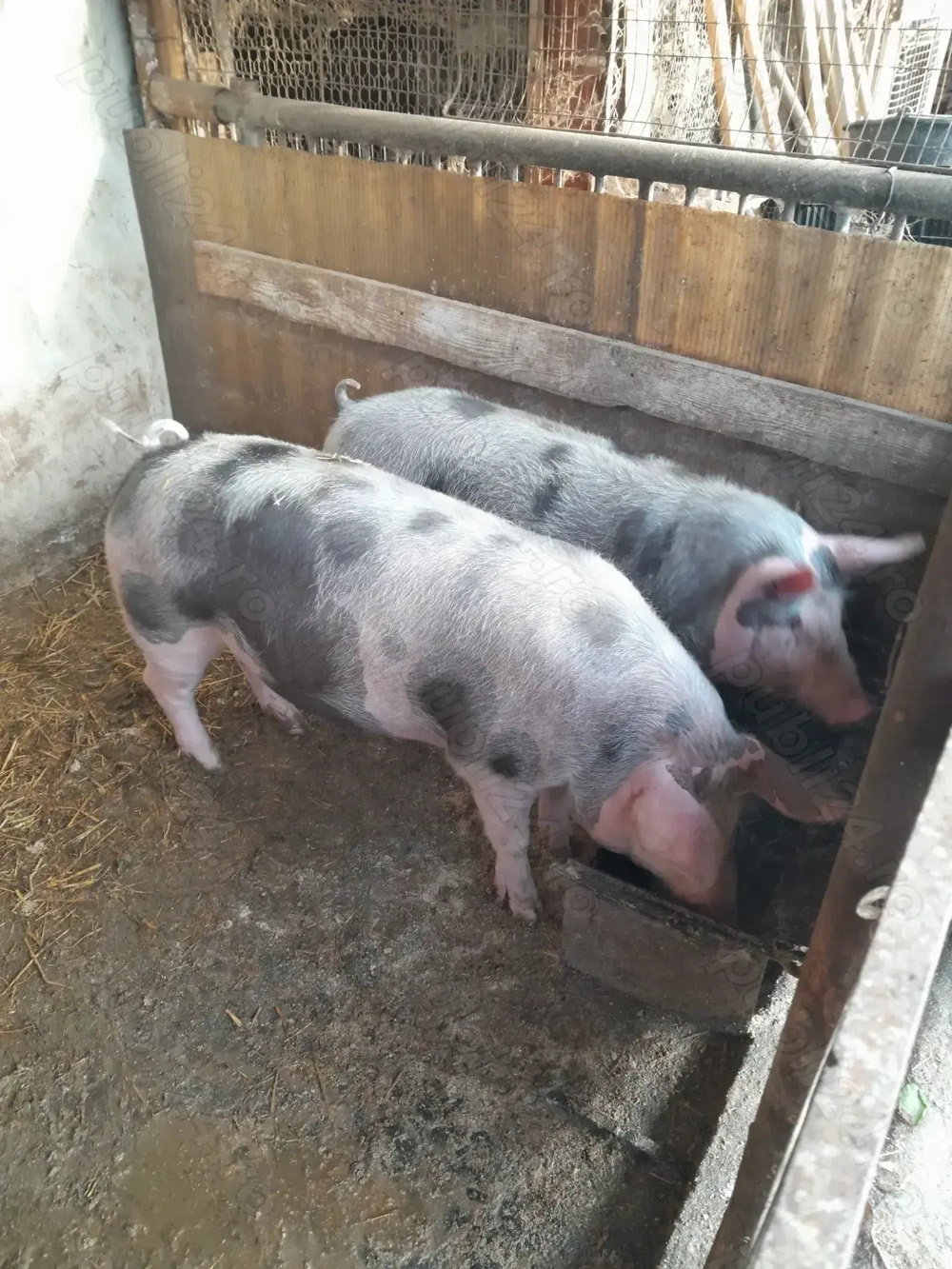 Porci de vânzare 