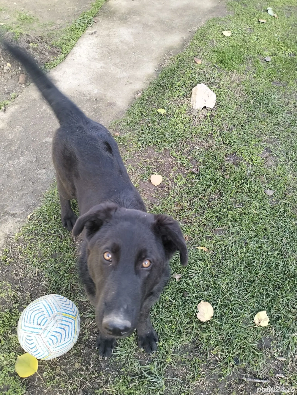 Vând pui de ciobănesc german negru