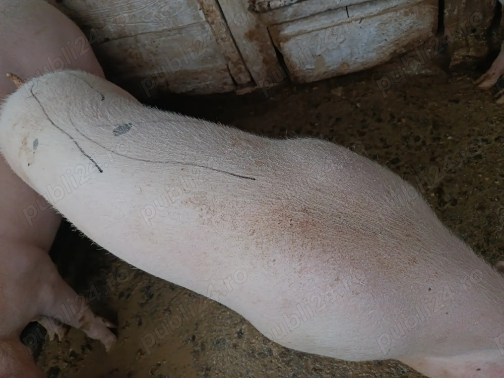 Vând porc 17 lei kg ,145-150kg în Caraș Severin Cuptoare  