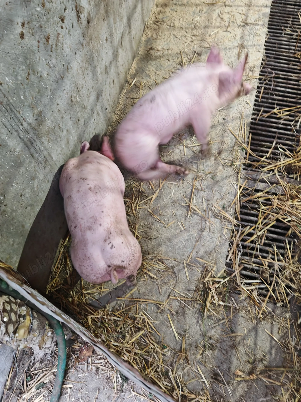 Porci pentru sacrificat