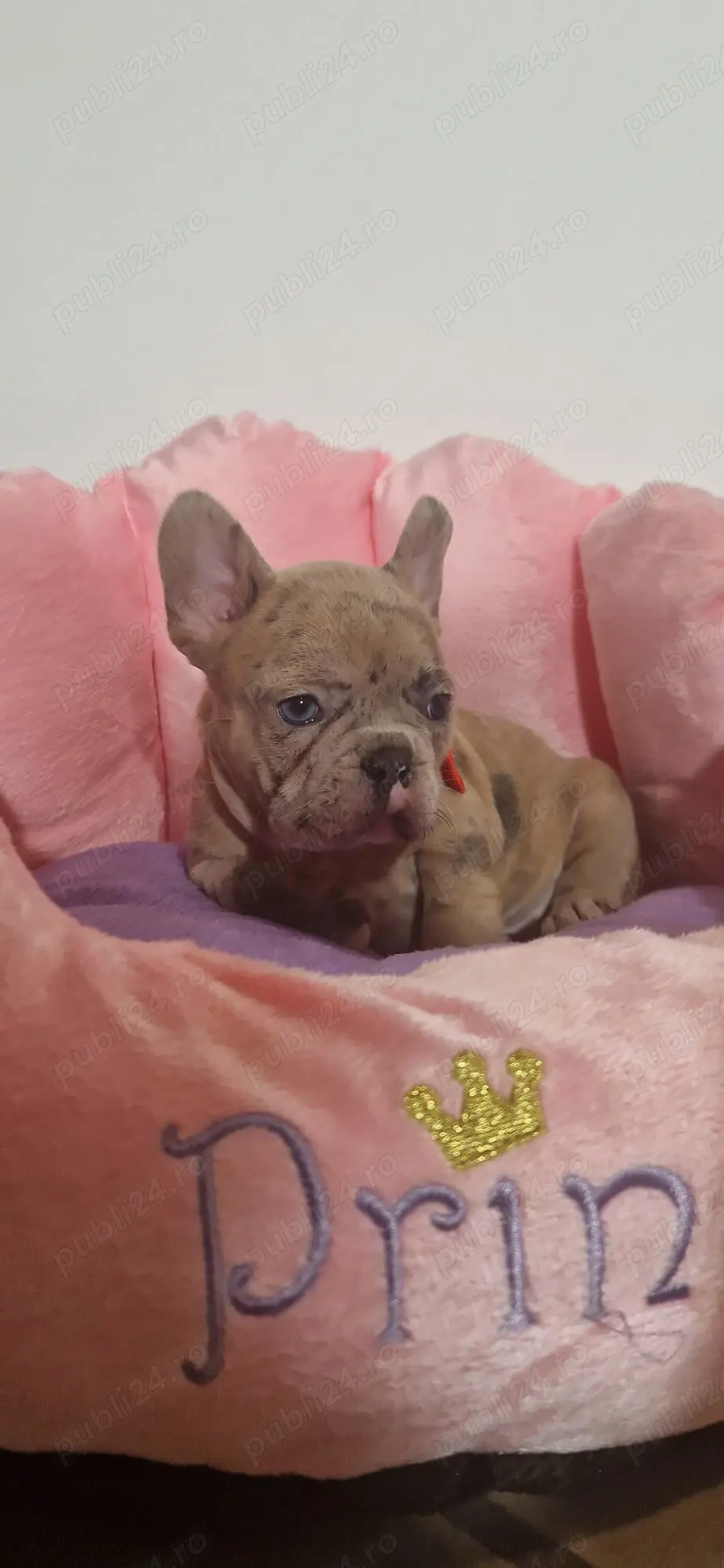 Bulldog Francez Merle, fetita