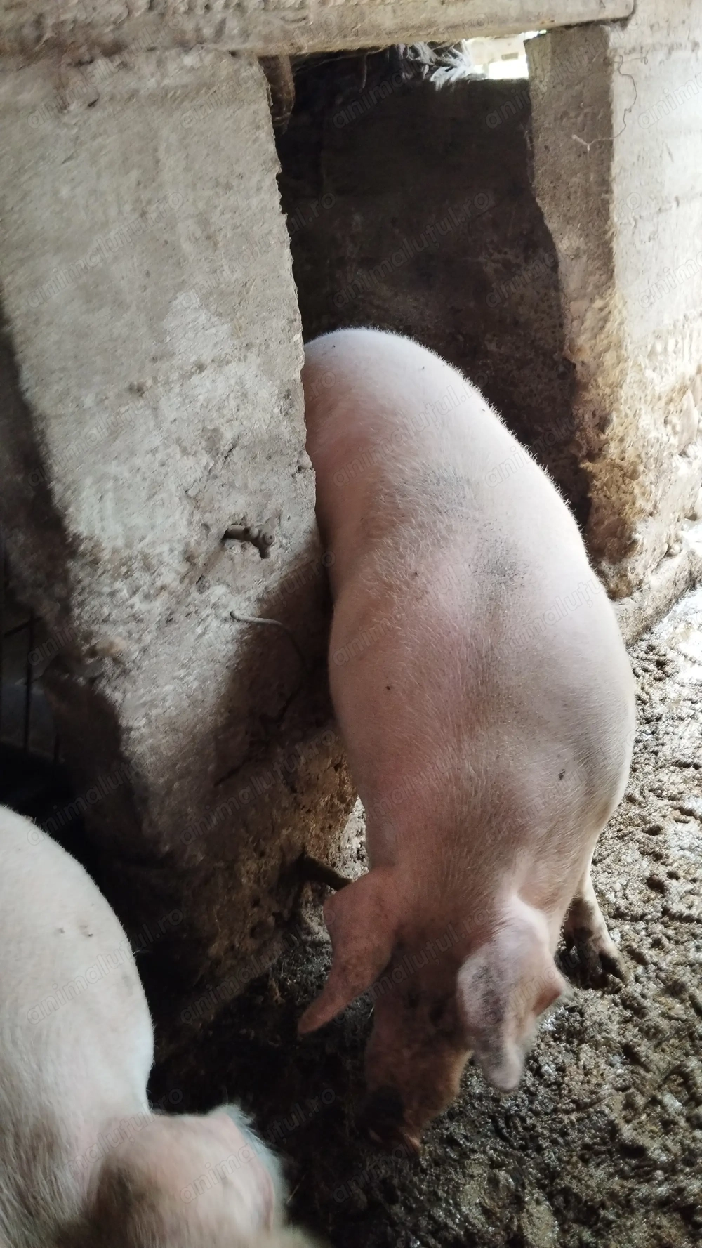 Vând porc pentru sacrificat,are in jur de 230 de kg