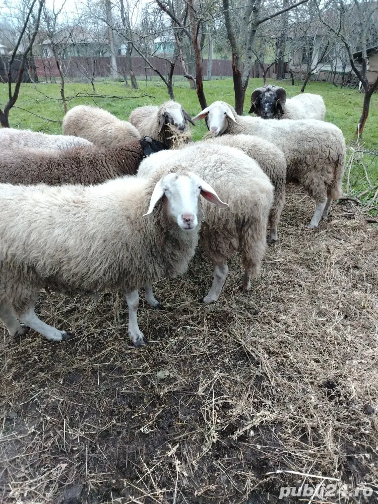 Vând berbecuți din rasa bergamasca