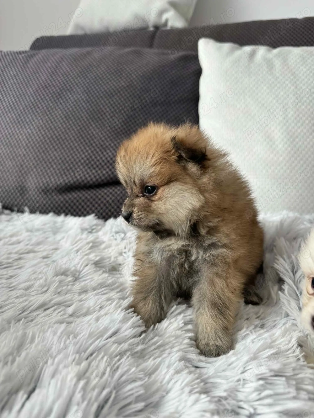 Pui pomeranian superbi