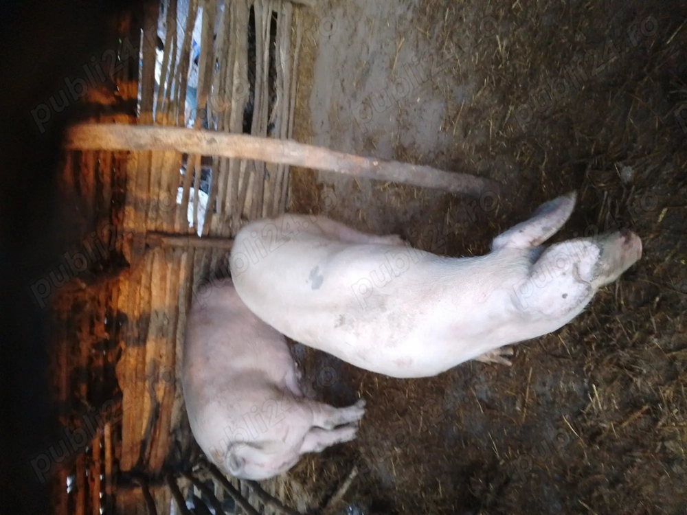 Vind porci si grasuni