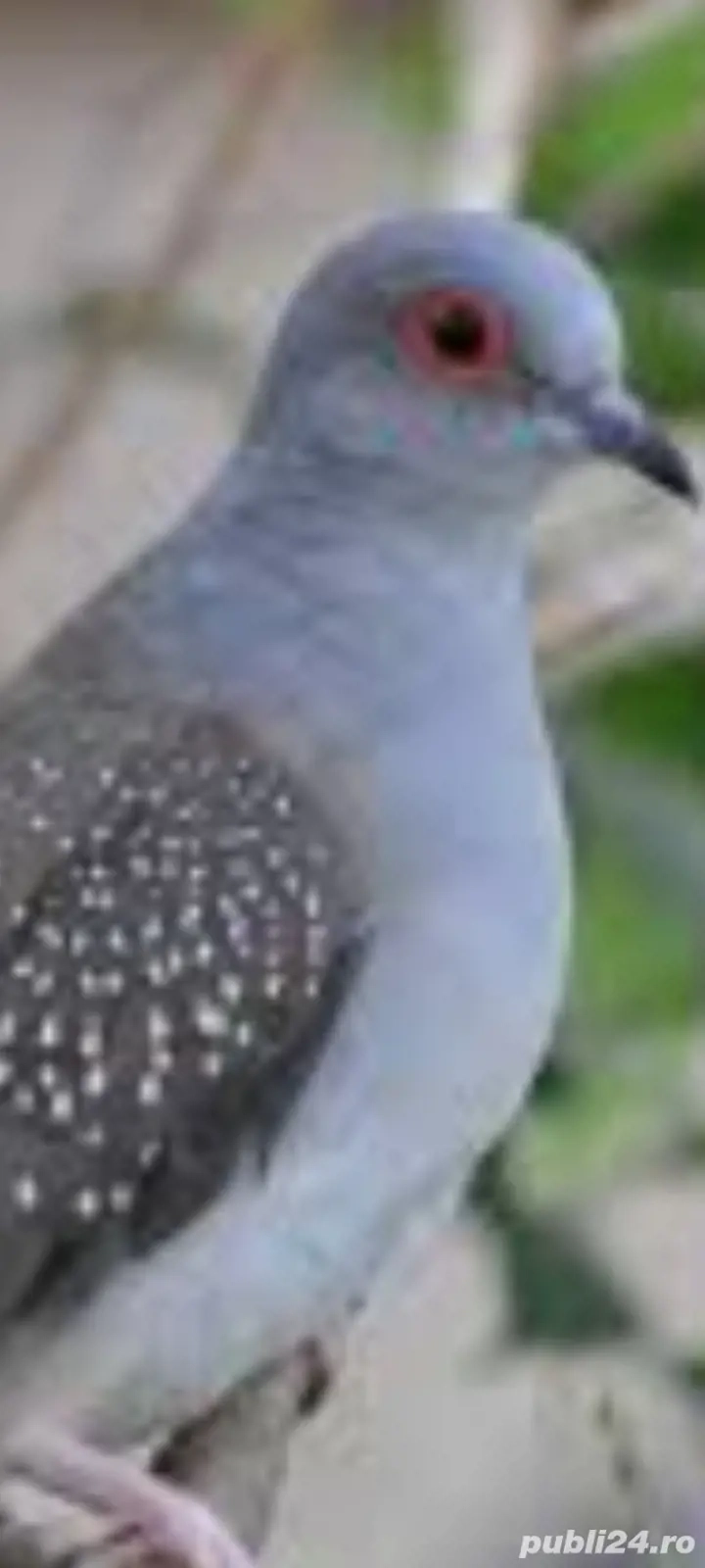 turturele diamant pereche