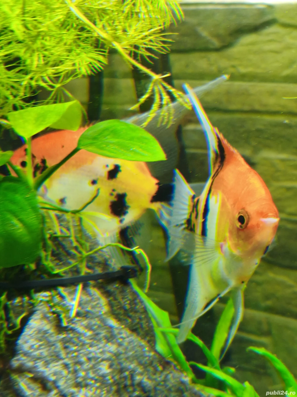 Pesti scalari tigrati