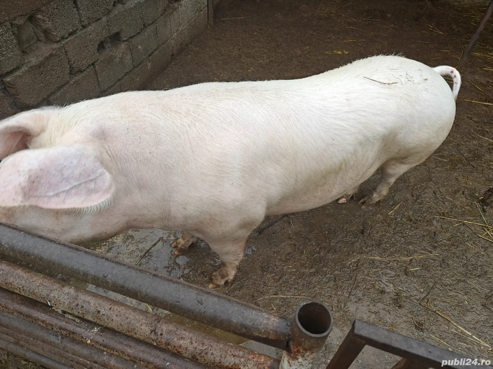 Porc    de Crăciun!