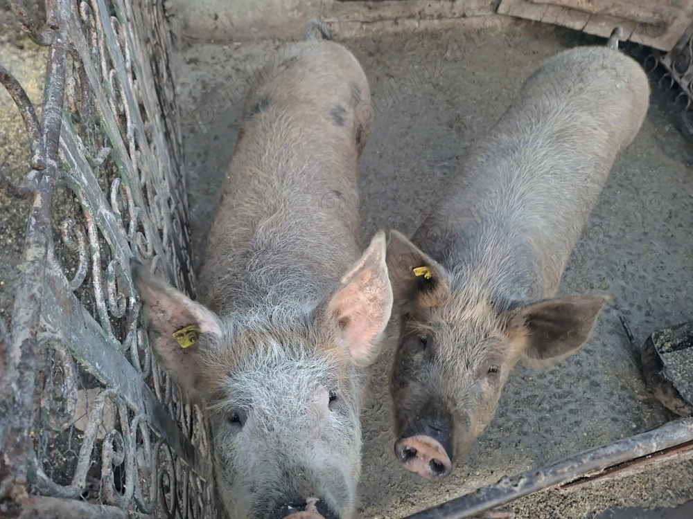 Vand porci in jur de 100kg