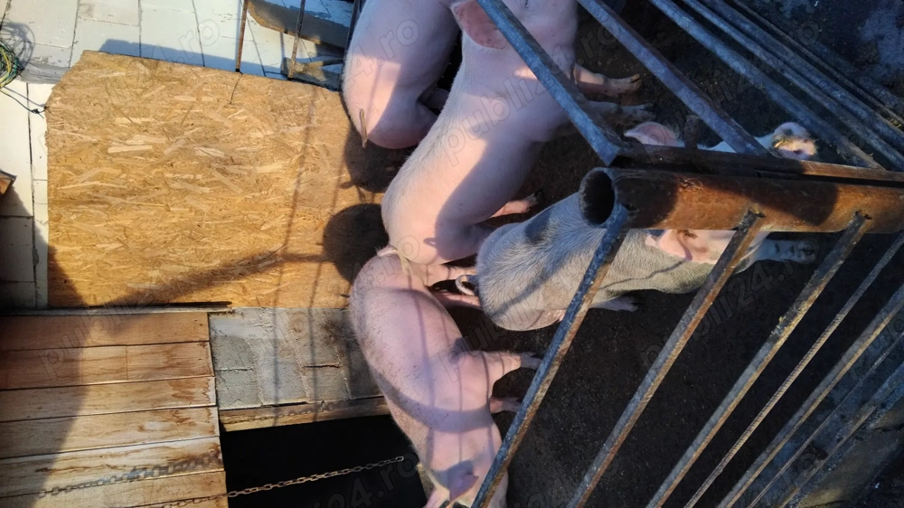 Ofer spre vanzare porci sanatosi in jur de 120kg crescuti in gospodarie. Detali   Gorj