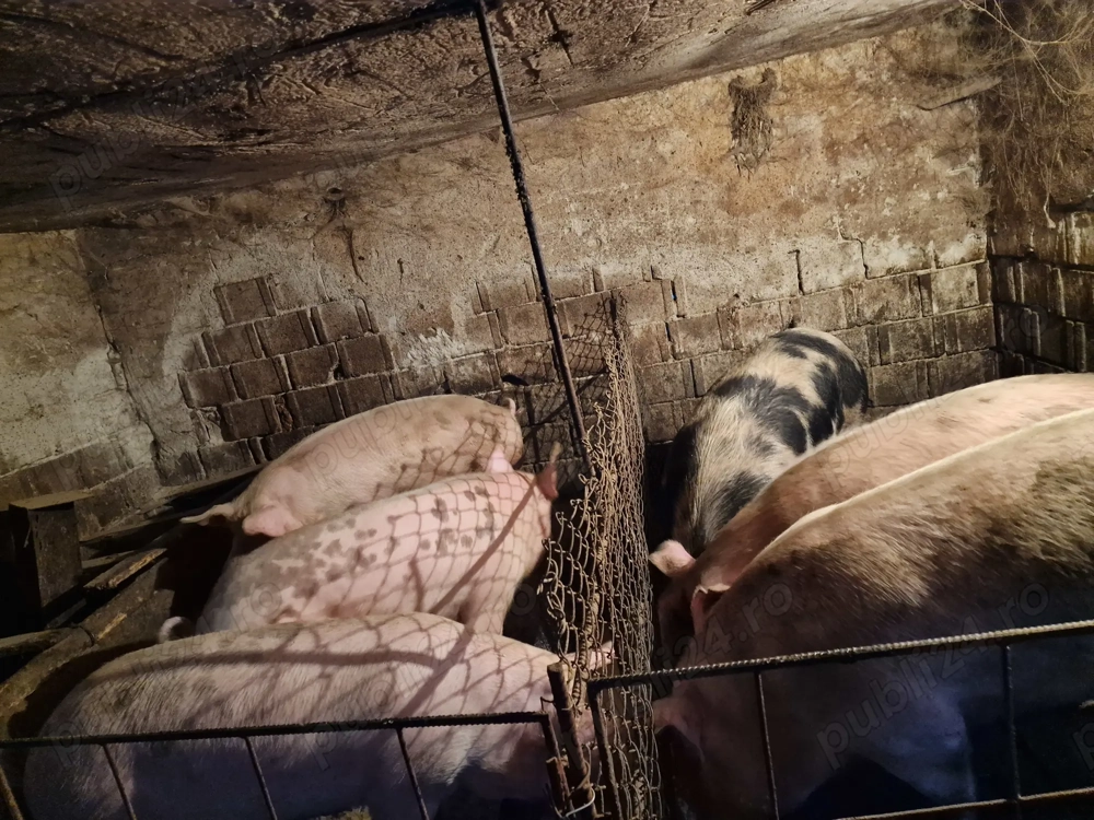 Porci de vânzare 