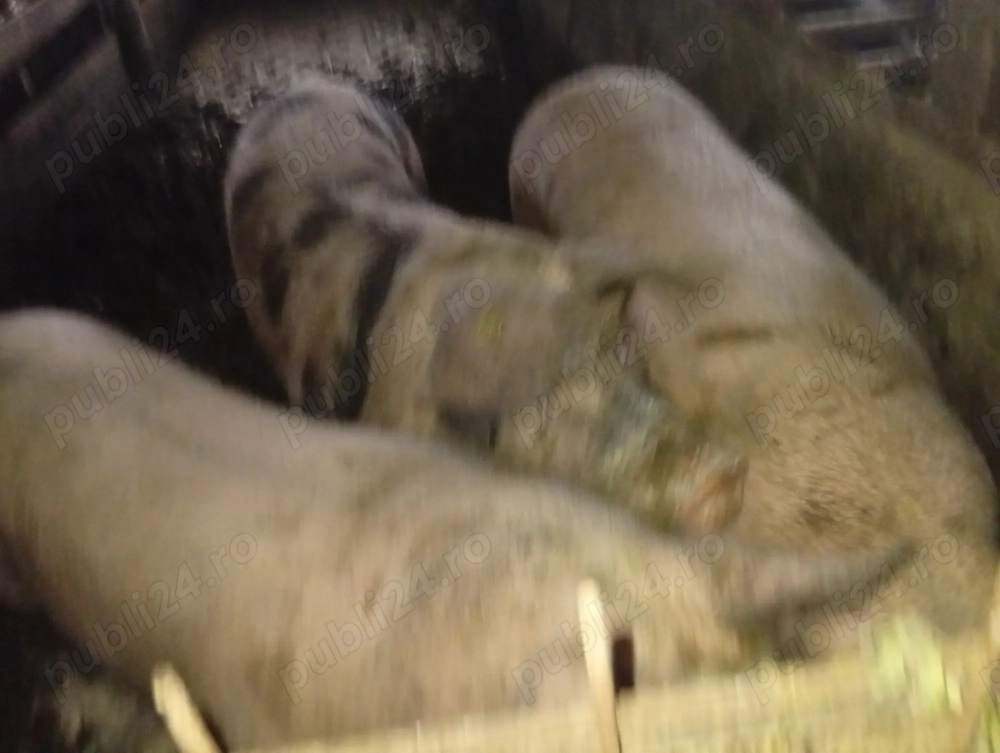 Porci și scroafe de vânzare 