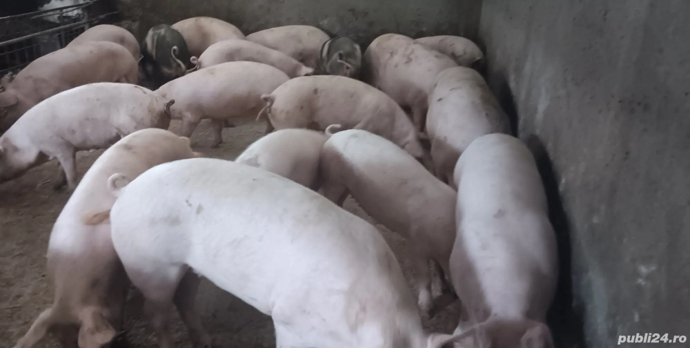 vand porci disponibili pentru Crăciun 