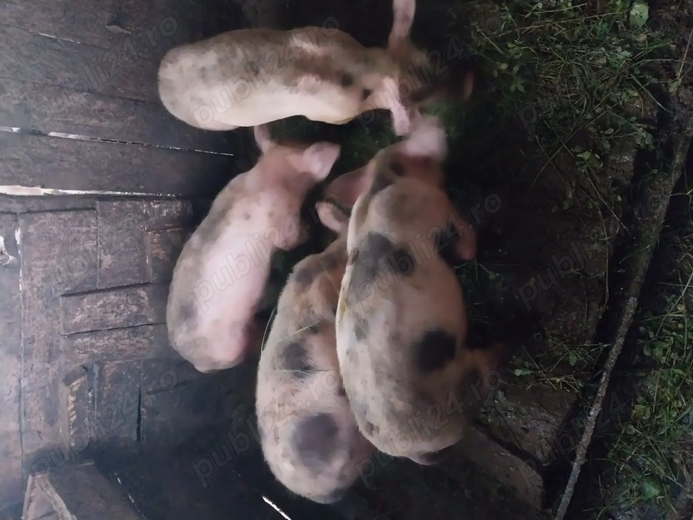 Vând șoldani ,ultimele 4 bucăți 