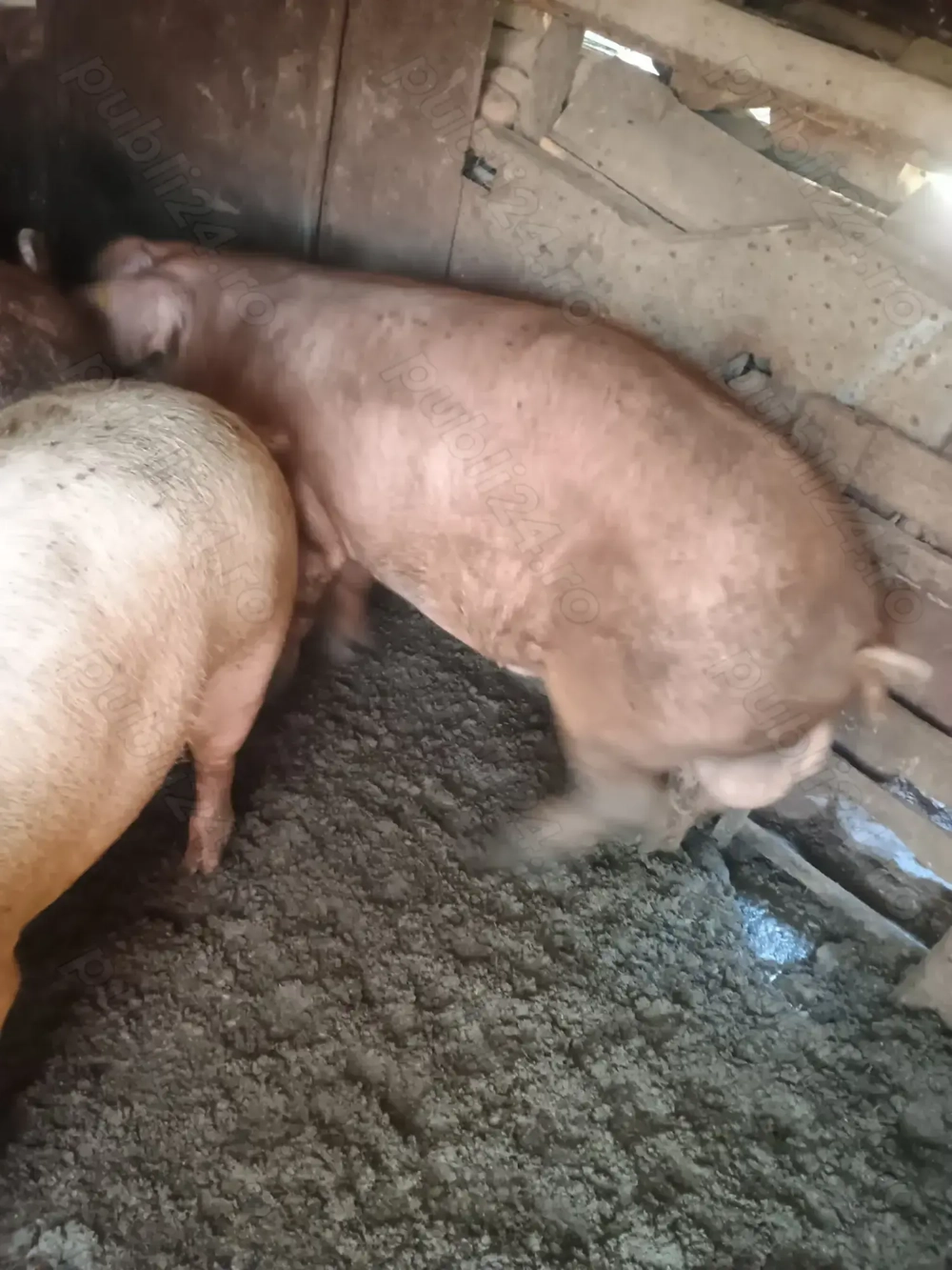 Vând  vier duroc  de un an