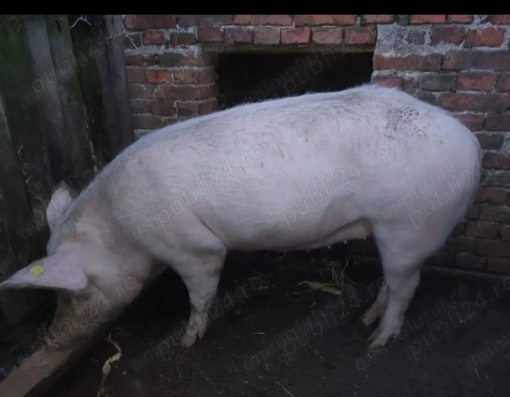 Vând purcea de Crăciun 