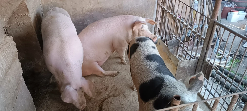 Porci pentru Craciun