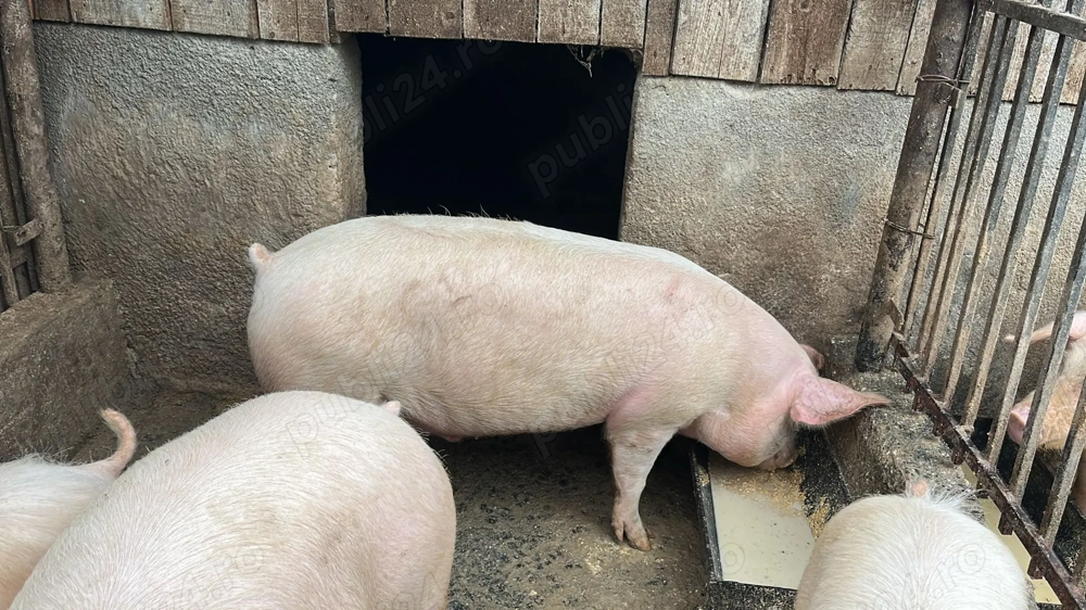 Vând porci crescuți natural