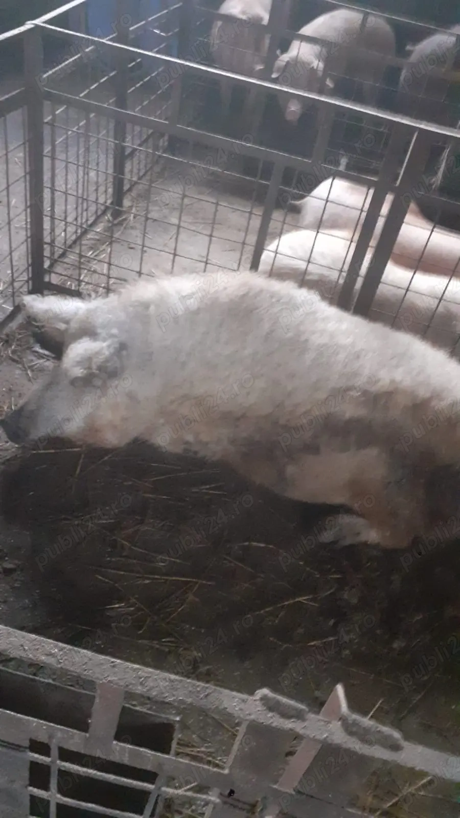 Vând porc mangaliță 