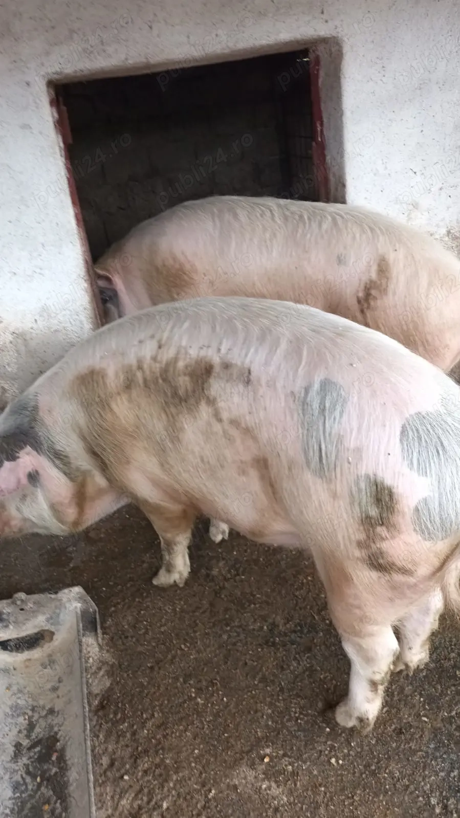 Vând porci inteligenti , crescuți natural in mediu natural, ca pe timpul lui Bunicu!