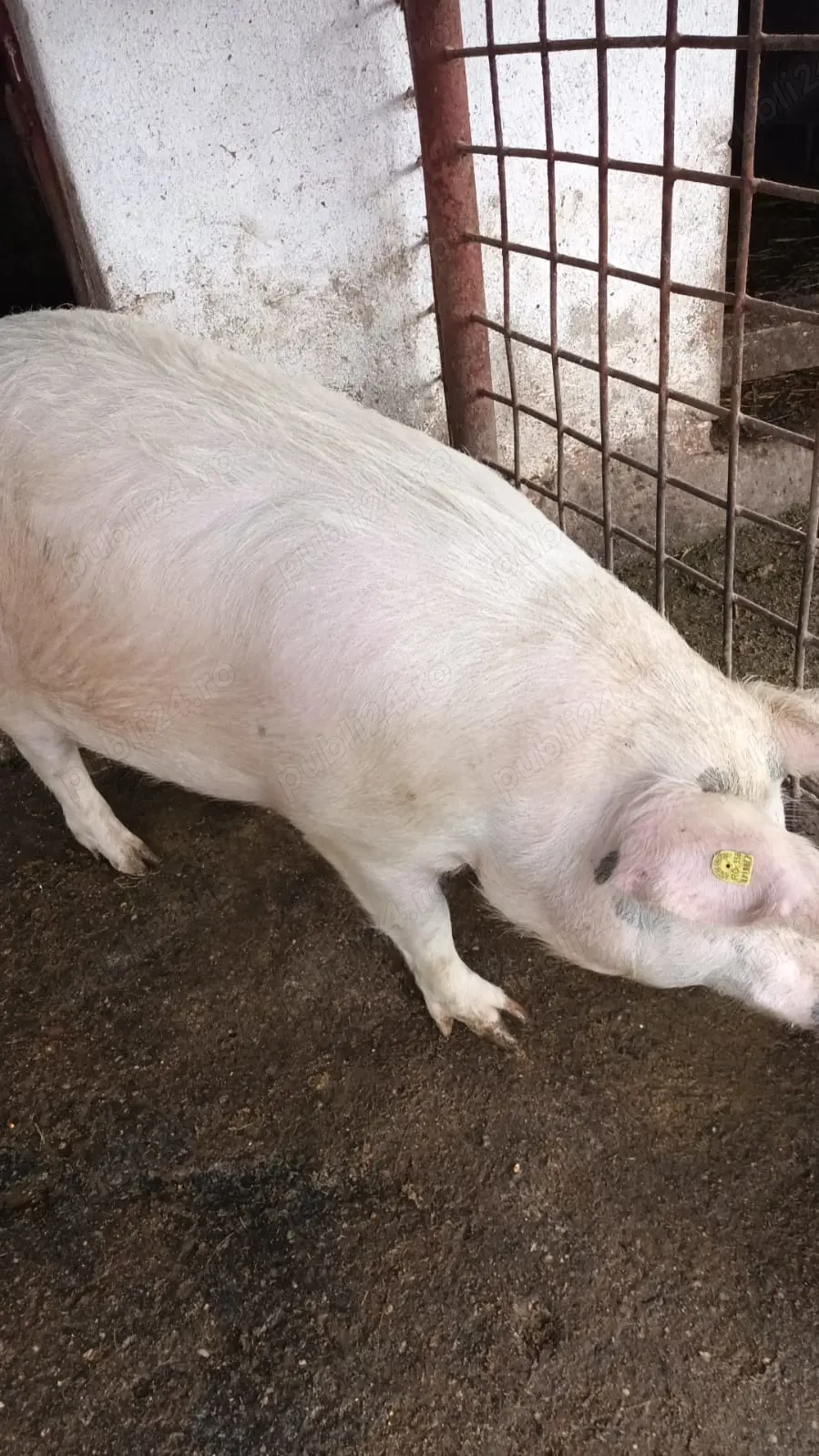 Vand 3 porci crescuti in mediu natural la tara