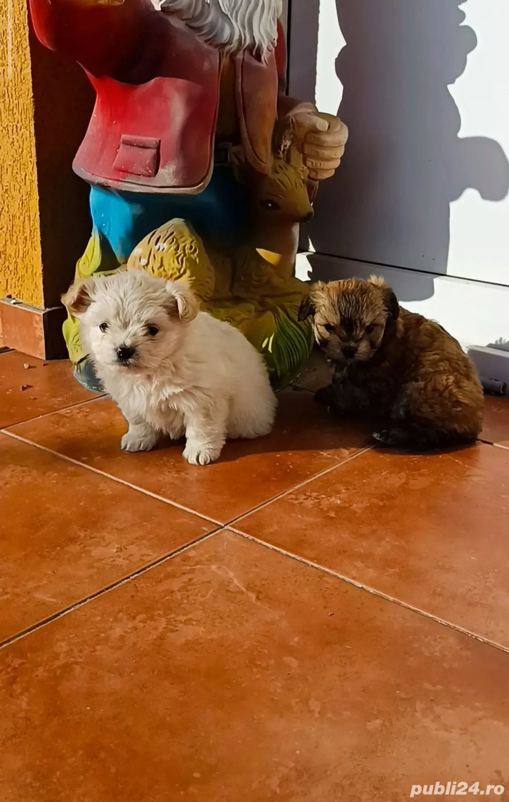 bichon talie mică ajut cu transport in țară contra cost