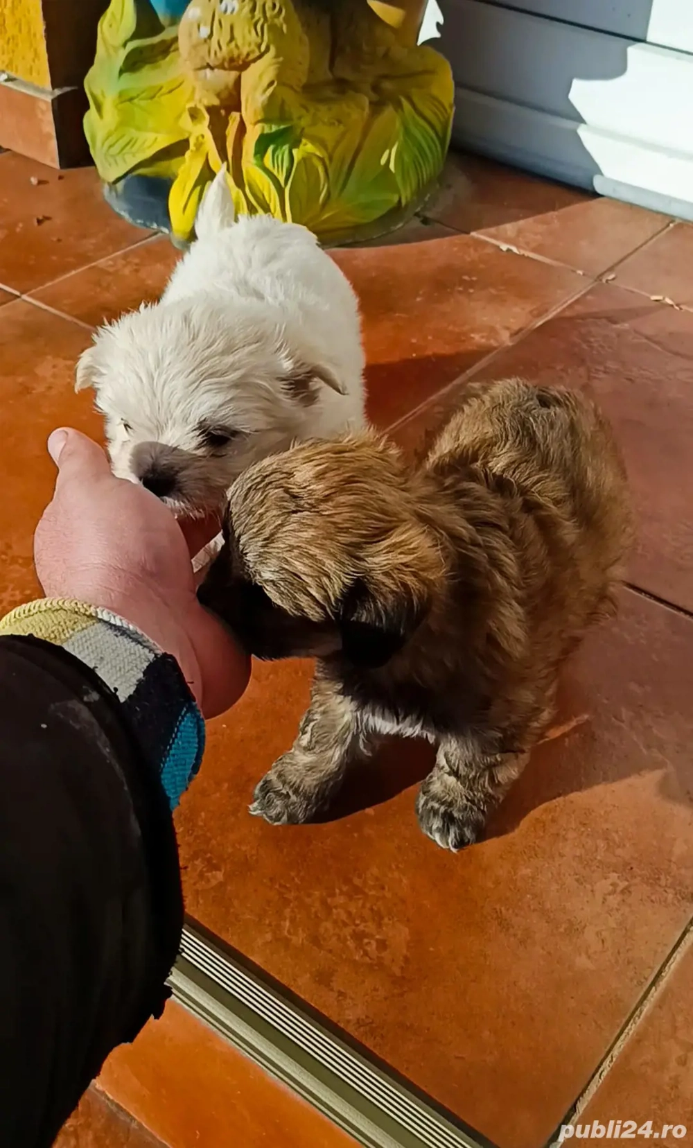 bichon talie mică ajut cu transport în țară contra cost