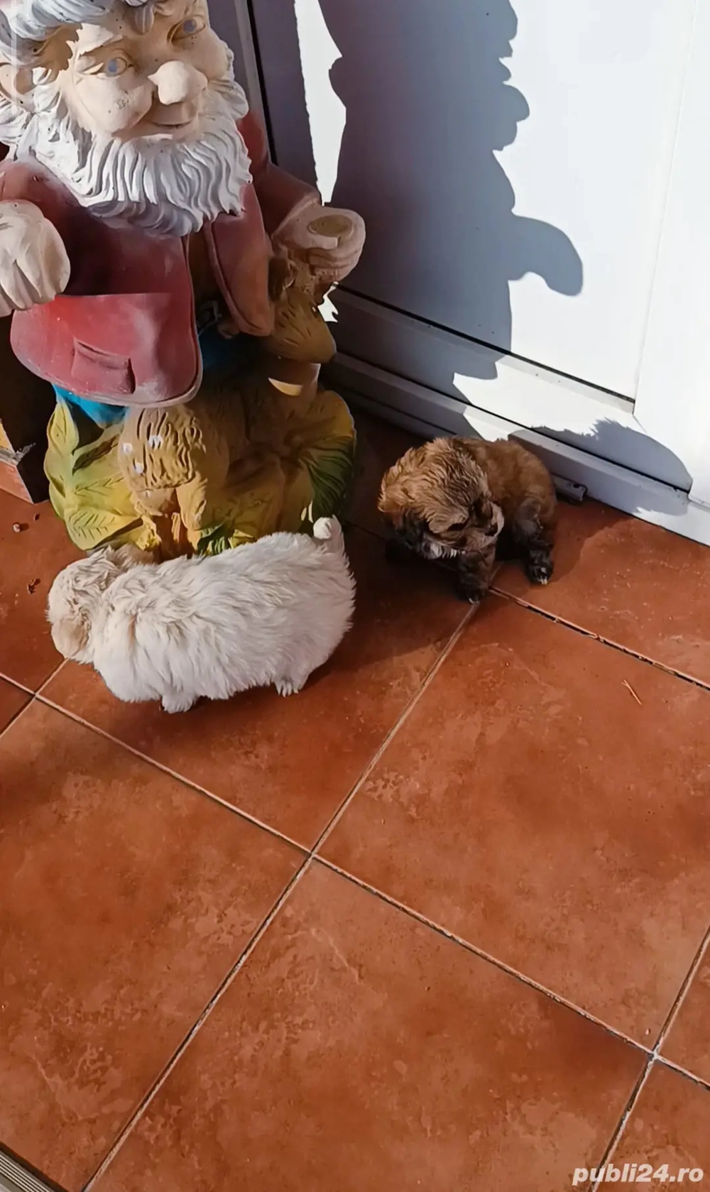 bichon talie mica  ajut cu transport in tara contra cost 