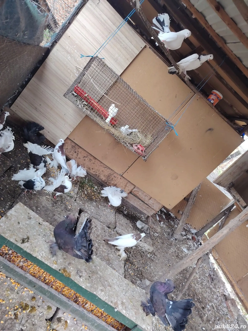 De vânzare porumbeii 