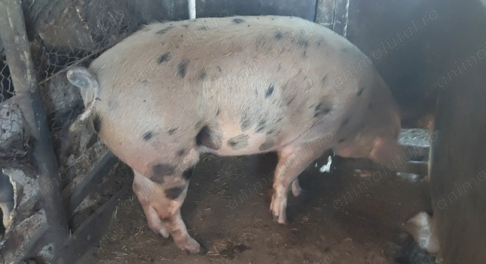 Vând porci   .3 porci