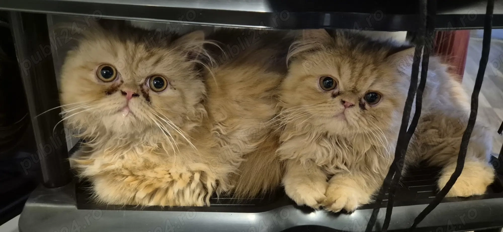 Pisici persane orange 