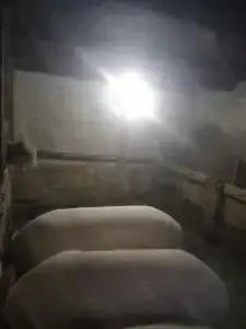 Porci de vânzare 130-160 kg